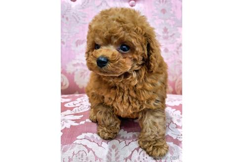 成約済の愛知県のティーカッププードル-143413の3枚目